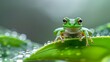 Close-up of a green tree frog sitting on a leaf with dew drops, in focus.
