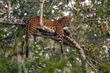 Wall Mural - Indian Leopard - Panthera pardus fusca, beautiful iconic wild cat from South Asian forests and woodlands, Nagarahole Tiger Reserve, India.