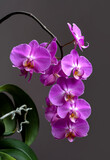 Fototapeta Storczyk - A blooming branch of a pink orchid on a gray background