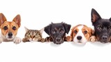 Fototapeta Zwierzęta - Cute different dogs and cats peeking on isolated white background, with copy space, blank for text ads, and graphic design.