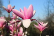 Magnolia liliiflora is a small tree native to southwest China,but cultivated for centuries elsewhere in China and also Japan
