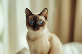 Fototapeta Koty - Burmese cat with round face, blue eyes, and muscular body sits on light background