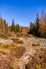 Wall Mural - Eine Frühlingshafte Wanderzeit durch den wunderschönen Thüringer Wald bei Steinach - Thüringen - Deutschland