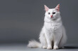 Graceful Turkish Angora cat with long, silky fur, large ears, and piercing blue eyes