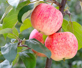 Wall Mural - Apple tree