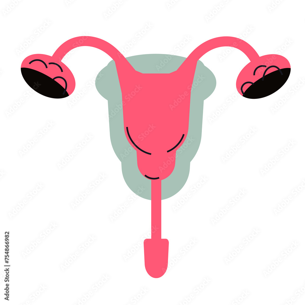 Anatomy of the female reproductive system, including the uterus, cervix ...