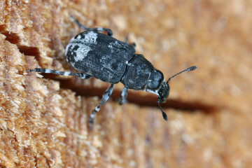 Poster - Fungus weevil (Tropideres albirostris), lateral, top view.