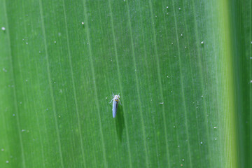 Wall Mural - A tiny insect, leafhopper on a maize, corn leaf.