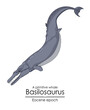 A primitive whale Basilosaurus from Eocene epoch.
