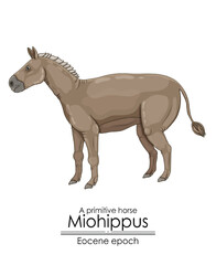 Canvas Print - A primitive horse Miohippus from Eocene epoch.