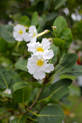 Canvas Print - White flower of tabebuia pallid