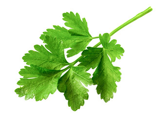 Wall Mural - Branch of fresh green parsley isolated on white background.