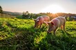 Piggy Paradise A Sunny Afternoon in the Field Generative AI
