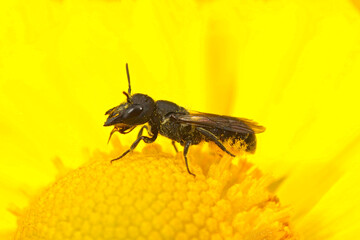 Closeup on a large-headed armoured resin bee, Heriades truncorum sitting on a yellow flower