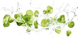 Fototapeta Panele - Sea grape sliced pieces flying in the air with water splash isolated on transparent png.
