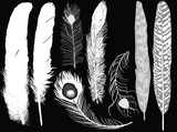 Fototapeta Sypialnia - eight feathers isolated on black background
