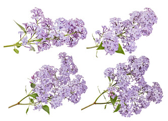 Sticker - fine violet blossoming lilac four branches with small green leaves