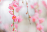 Fototapeta Paryż - 色鮮やかな満開の梅の花