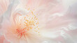 Delicate, ethereal background with gentle pastel peach pink colors flower close up, blurred watercolor effect
