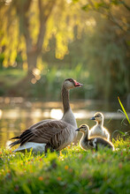 Greylag Goose Family Resting On Grass Near Water