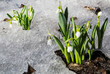 Blooming Spring snowflake (lat. Leucojum vernum) on a spring glade with the melted snow in early spring