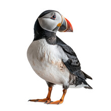 Atlantic puffin on isolated transparent background
