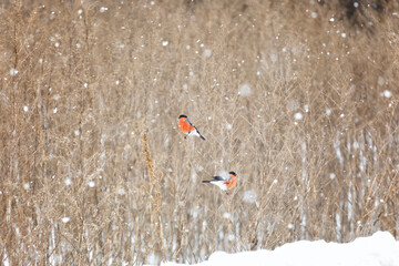 Sticker - Two bullfinches sit on stalks of dry grass on a winter day