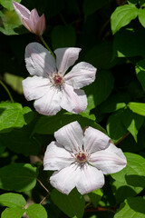 Wall Mural - Flowers of a klematis lit with the bright summer sun