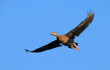 Black-bellied whistling duck (Dendrocygna autumnalis) flying in blue sky, Galveston, Texas, USA.