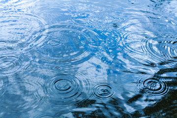 Wall Mural - raindrops falling on a calm water surface during a gentle rain