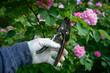 Pruning plants in the garden.Caring for garden roses.
