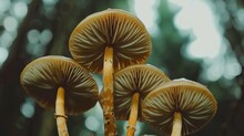 A Group Of Mushrooms Sitting On Top Of A Lush Green Forest Covered In Lots Of Brown Ligty Leaves.