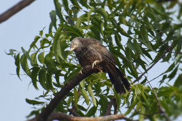red tailed hawk