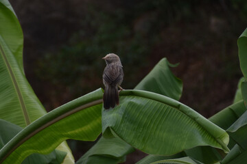bird in the forest