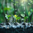 Venture capital rain watering entrepreneurial seeds