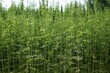 Green Agriculture: Industrial Hemp Plantation in Cultivation. Technical Aspects of Cannabis Culture
