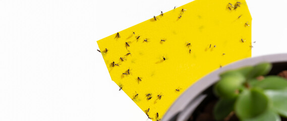 Fungus gnats on yellow sticky trap for insects of indoor plants (midges, soil flies, whiteflies ...).   Glue Catcher Dual-side. Fly Trap Paper.