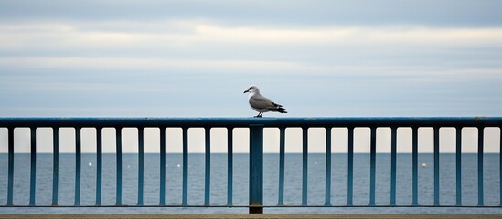 Poster - Majestic Seagull Perched on a Coastal Railing Gazing at the Vast Ocean Horizon