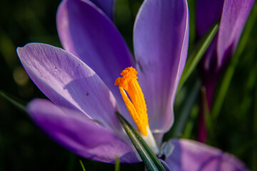 blooming crocus during spring evening