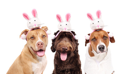 Wall Mural - Group of dogs with easter bunny ears while looking at camera. 3 puppy dogs wearing a bunny rabbit headband. Animal themed Easter background. Pitbull mix, Labradoodle and Harrier mix. Selective focus.