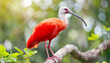 Scarlet ibis, red ibis, (Eudocimus ruber).