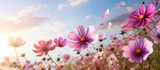 Fototapeta Kwiaty - A picturesque natural landscape filled with a field of pink and purple flowers, with the sun shining through the fluffy cumulus clouds in the sky