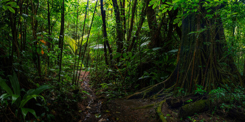 Wall Mural - Tropical rain forest with path