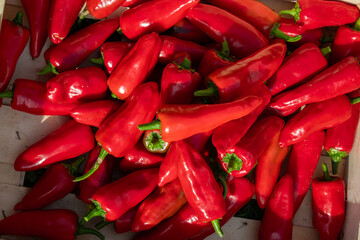 Harvesting fresh espelette peppers in a wooden crate in summer