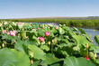A picturesque landscape with thickets of pink lotuses