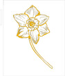 Daffodil flower painting in yellow and white on white background. The art depicts the symmetry of the plants petals, symbolizing beauty and elegance