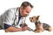 Veterinarian Conducting Checkup on Attentive Yorkshire Terrier  - Isolated on White Transparent Background 
