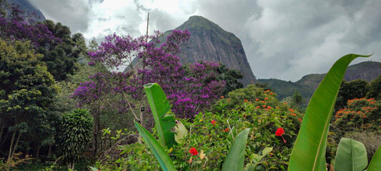 Wall Mural - RESERVE FOREST VEGETATION LEAVES TREES FLOWERS GREEN LIFE NATURE TROPICAL PARADISE BACKGROUND TRUNK BRANCHES PARK GARDEN STONE ROCK MOUNTAIN HILL CLOUDS CLOUDY SKY LANDSCAPE