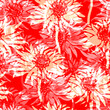Vibrant floral seamless pattern with isolated flowers in trendy color of the year 2024 peach fuzz on red background. For floral design, apparel textile, wallpaper, bedding, fabric, poster, package.