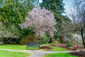 Wall Mural - Seatac Garden Cherry Tree 4